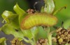 Satyrium ilicis: Larva L4 on Q. coccifera (Greece, Samos Island, 21. April 2015) [M]
