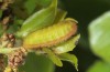 Satyrium ilicis: Larva L4 on Q. coccifera (Greece, Samos Island, 21. April 2015) [M]