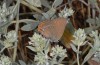 Satyrium ilicis: Adult (N-Greece, Askio mountains near Siatista, late June 2013) [N]