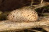 Satyrium ilicis: Pupa (e.o. S-Germany, eastern Swabian Alb, Dischingen, 2022) [S]