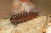 Satyrium ilicis: Larva L1 (e.o. S-Germany, eastern Swabian Alb, Dischingen, 2022) [S]