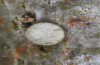 Satyrium ilicis: Egg (S-Germany, eastern Swabian Alb, Dischingen, early March 2022) [M]