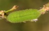 Zizeeria karsandra: Larva (e.o. rearing, Cyprus, Akrotiri, oviposition in early November 2016) [S]