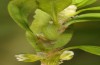 Zizeeria karsandra: Half-grown larva (e.o. rearing, Cyprus, Akrotiri, oviposition in early November 2016) [S]