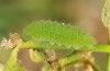 Zizeeria karsandra: Larva (e.o. rearing, Cyprus, Akrotiri, oviposition in early November 2016) [S]