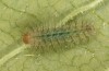 Hamearis lucina: L2-larva (e.o. rearing, S-Germany, Kempter Wald, eggs in early June 2022) [S]