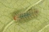 Hamearis lucina: L2-larva (e.o. rearing, S-Germany, Kempter Wald, eggs in early June 2022) [S]