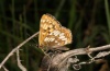 Hamearis lucina: Adult (eastern Swabian Alb, Southern Germany, late May 2012) [N]