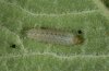 Hamearis lucina: Half-grown larva near of a moult  [S]