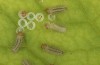 Hamearis lucina: L1 larvae and hatching one (e.o. rearing, S-Germany, Kempter Wald, eggs in early June 2022) [S]