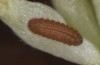 Cupido minimus: L3-larva (S-Germany, Gerstetten, mid-June 2022) [S]