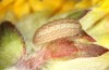 Cupido minimus: Larva in the ultimate instar (S-Germany, Gerstetten, mid-June 2022) [S]