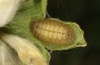 Cupido minimus: Fully-grown larva in dormancy (S-Germany, Gerstetten, late June 2022) [S]