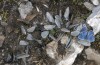 Cupido minimus: Falterversammlung an feuchter Bodenstelle, zusammen mit tages, semiargus und einigen orbitulus (Allgäuer Alpen, Hinterstein 1600m, 22.06.2014) [N]