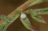 Polyommatus morronensis: Egg (Spanish east Pyrenees, north of Solsona, mid-September 2021) [N]