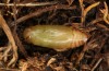Polyommatus morronensis: Puppe (e.o. spanische Ostpyrenäen, N Solsona, Eiablage Mitte September 2021) [S]
