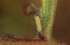Polyommatus morronensis: Raupe im ersten Stadium (e.o. spanische Ostpyrenäen, N Solsona, Eiablage Mitte September 2021) [S]