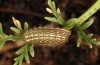 Polyommatus morronensis: Larva in the final instar (e.o. rearing, Spanish east Pyrenees, north of Solsona, oviposition in mid-September 2021) [S]