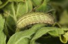 Polyommatus nicias: Half-grown larva in the penultimate instar (e.o. rearing, SE-France, Col de Champs, 1900m, oviposition in early August 2021) [S]