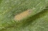 Polyommatus nicias: Larva in the first instar (SE-France, Col de Champs, 1900m, oviposition in early August 2021) [S]