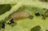 Polyommatus nicias: Young larva (e.o. rearing, SE-France, Col de Champs, 1900m, oviposition in early August 2021) [S]