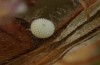 Polyommatus nicias: Egg (SE-France, Col de Champs, 1900m, early August 2021) [S]