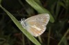 Polyommatus nicias: Male (e.o. rearing, SE-France, Col de Champs, 1900m, oviposition in early August 2021) [S]