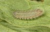 Polyommatus nicias: Halbwüchsige Raupe (e.o. SE-Frankreich, Col de Champs, 1900m, Eiablage Anfang August 2021) [S]
