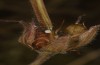 Polyommatus nicias: Egg (SE-France, Col de Champs, 1900m, early August 2021) [S]