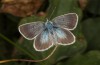 Polyommatus nicias: Männchen (SE-Frankreich, Col de Champs, 1900m, Anfang August 2021) [N]