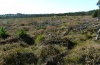 Vacciniina optilete: Habitat in a heath stage of a bog with much Vaccinium in southern Bavaria (October 2012) [N]