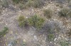 Pseudophilotes panoptes: Larvalhabitat (Spanien, Zaragoza, Los Monegros, Ende Mai 2018) [N]