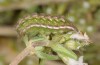Pseudophilotes panoptes: Raupe (Spanien, Zaragoza, Ende Mai 2018) [M]