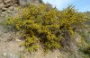Glaucopsyche paphos: Larvalhabitat mit Genista fasselata (Zypern, Paphos, 10m, Mitte April 2017) [N]