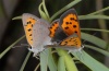 Lycaena phlaeas: Kopula (La Gomera, Februar 2013) [N]