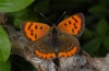 Lycaena phlaeas: Female (La Palma, Canaries, December 2010) [N]