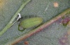 Lycaena phlaeas: Half-grown larva (La Gomera, February 2013) [N]
