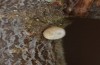Satyrium pruni: Egg (S-Germany, Memmingen, December 2022) [M]