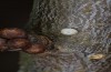 Satyrium pruni: Egg (S-Germany, Memmingen, December 2022) [M]