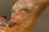 Satyrium pruni: Larva L1 (e.o., S-Germany, Memmingen, 2023) [S]
