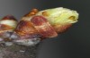 Satyrium pruni: Larva L2 (e.o., S-Germany, Memmingen, 2023) [S]