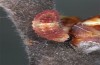 Satyrium pruni: Larva L2 (e.o., S-Germany, Memmingen, 2023) [S]