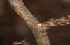 Satyrium pruni: Egg (S-Germany, Memmingen, December 2022) [M]