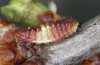 Satyrium pruni: Larva L2 (e.o., S-Germany, Memmingen, 2023) [S]