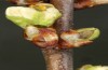 Satyrium pruni: Larva L2 (e.o., S-Germany, Memmingen, 2023) [S]