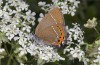Satyrium pruni: Male (e.o., S-Germany, Memmingen, 2023) [S]