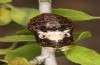 Satyrium pruni: Pupa (e.o., S-Germany, Memmingen, 2023) [S]