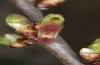 Satyrium pruni: Larva L3 (e.o., S-Germany, Memmingen, 2023) [S]
