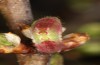 Satyrium pruni: Larva L3 (e.o., S-Germany, Memmingen, 2023) [S]