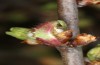 Satyrium pruni: Larva L3 (e.o., S-Germany, Memmingen, 2023) [S]